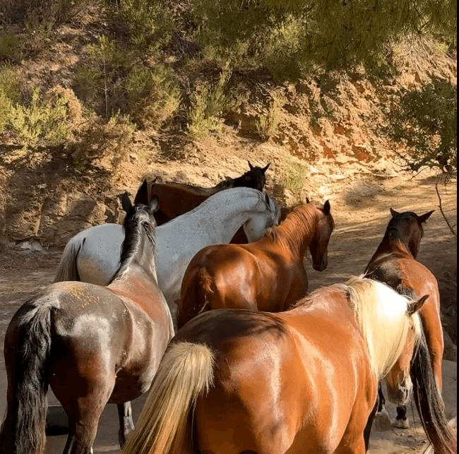 Ibiza Horse Valley